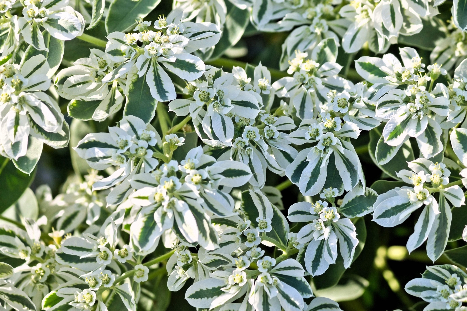 20 SNOW ON THE MOUNTAIN Euphorbia Marginata Flower Seeds *Flat S/H
