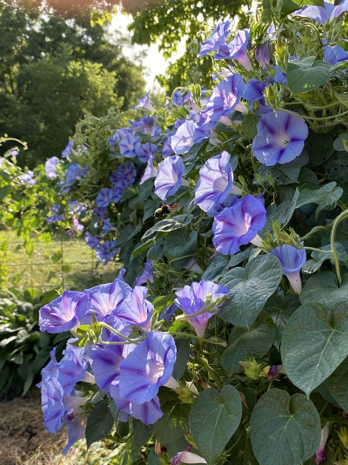 Morning Glory 25 Seeds Purple Blue Flowers Climbers Climbing Vine Hummingbirds