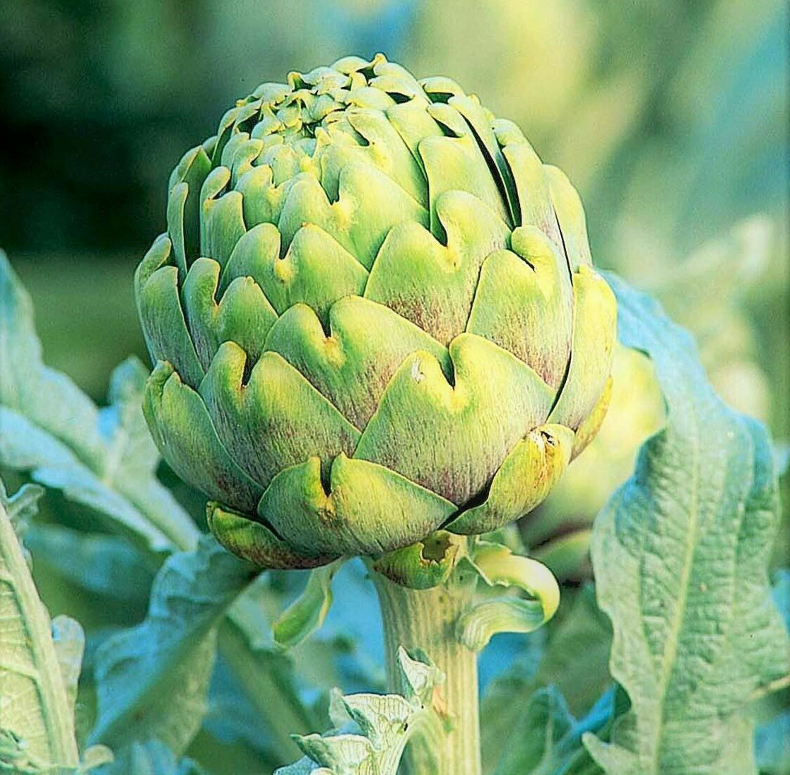 Green Globe Artichoke Seeds | Cynara Scolymus Green Artichokes Perennial Seed