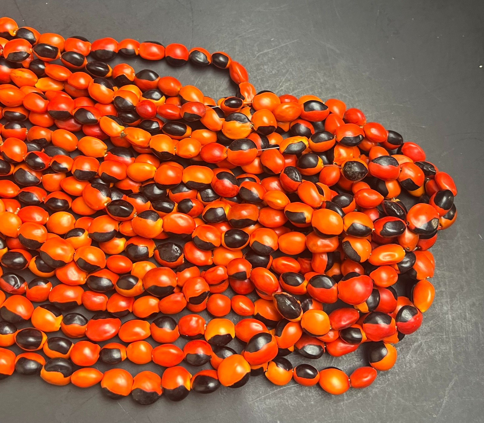 Lot of 100 New Male Huayruro Seeds Red and Black Drilled 1 cm x 1 cm