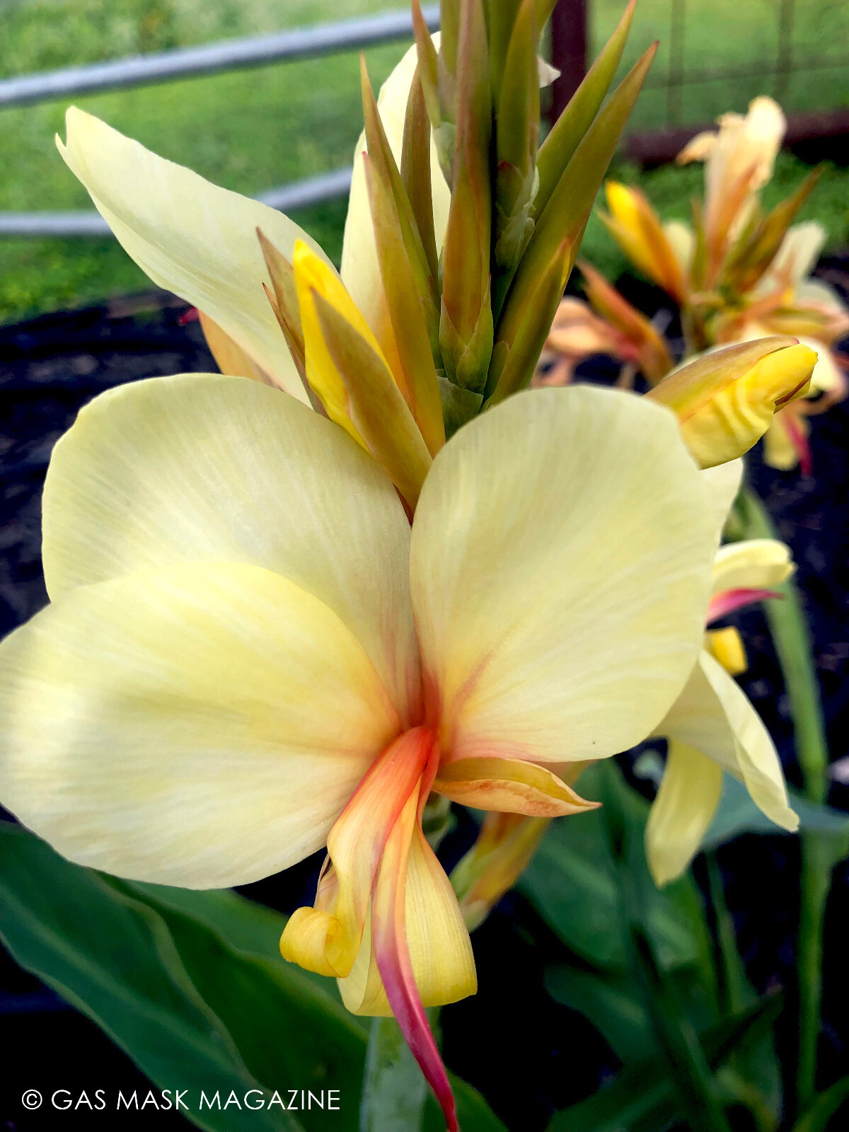 Canna Lily Rhizome, Davia (Creamy Yellow Blooms)