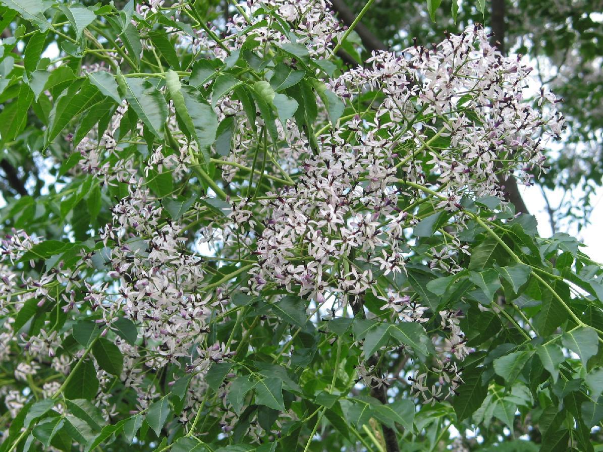 Chinaberry, Melia azedarach, Tree Seeds