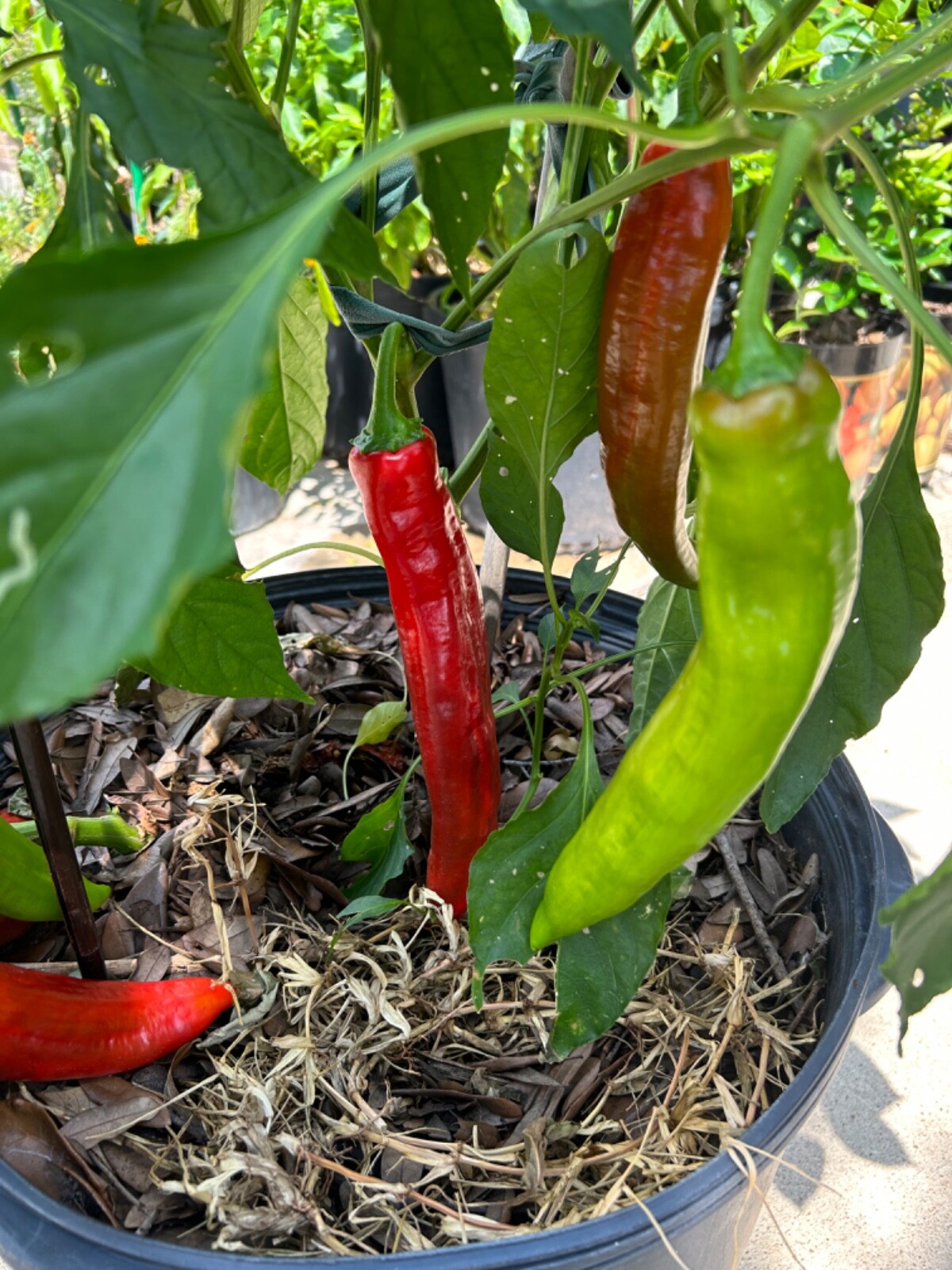 40+ Rare Red Authentic Penis Peter Pepper Seeds. Hot Heirloom Non Gmo