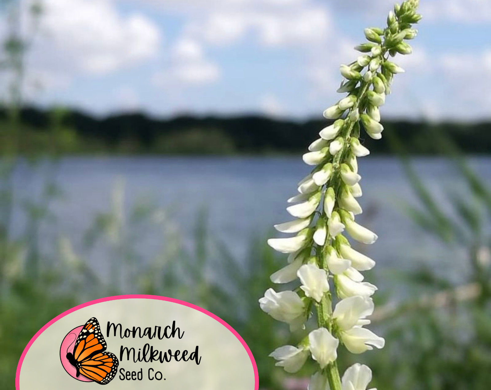 5400+ White Sweet Blossom Clover Seeds | Flower Garden Seed for Pollinator Bees