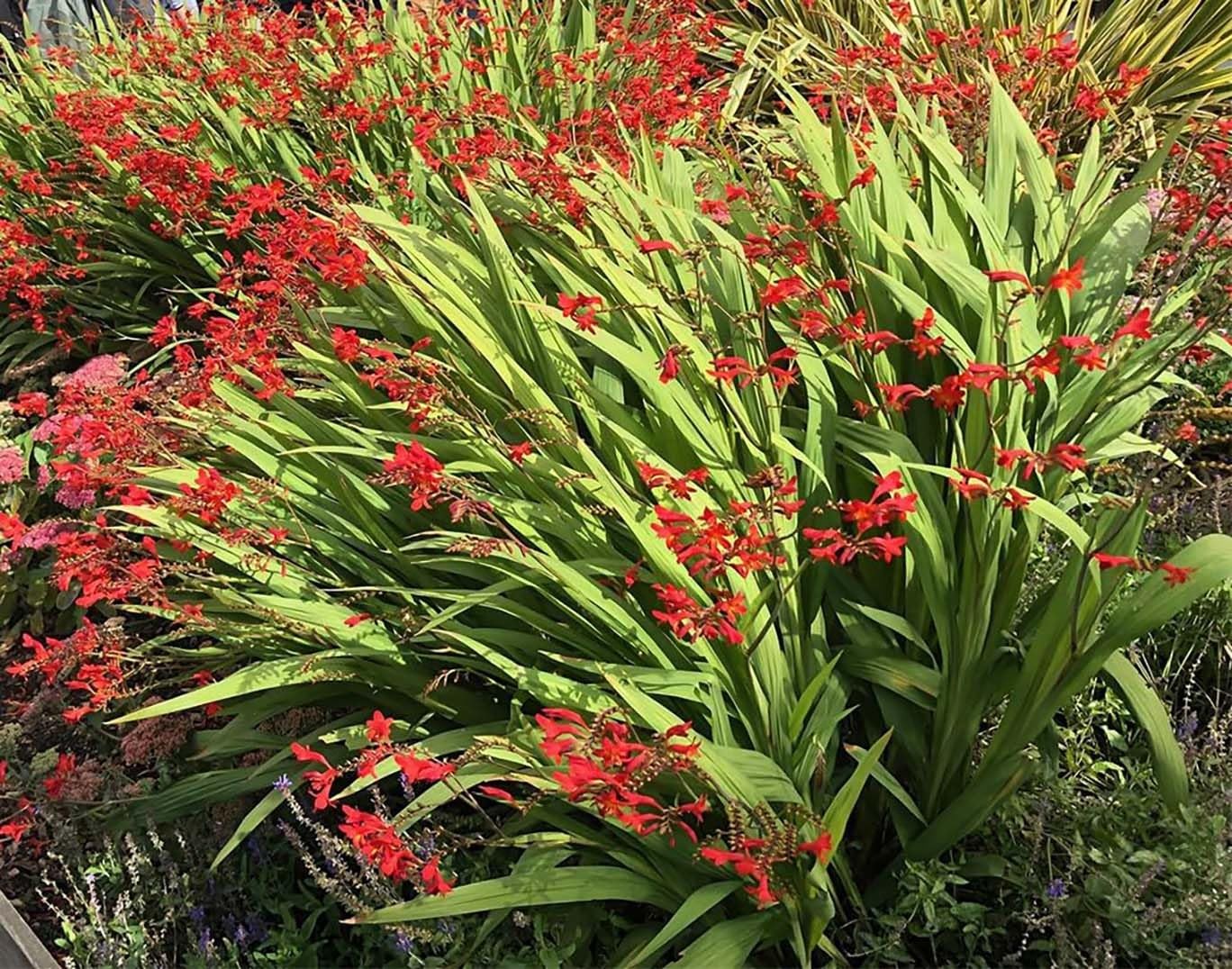 5 Orange Lucifer Crocosmia Blubs – Grows 30-48″ Tall.