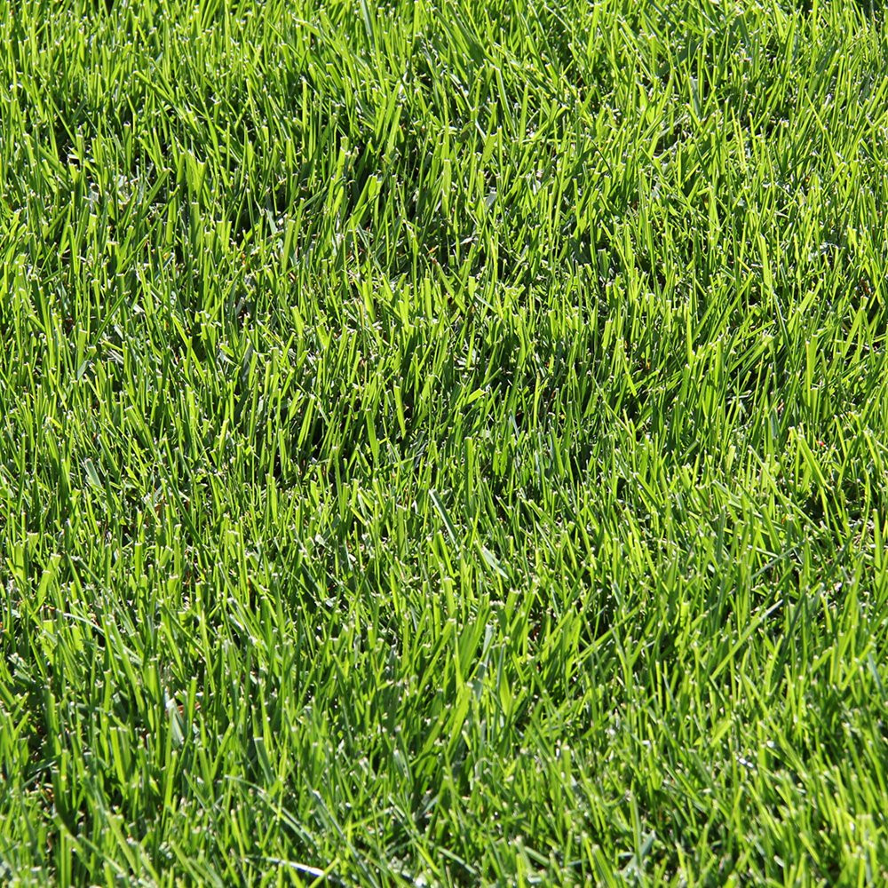 GRASS SEED Tall Fescue Drought Resistant for Sun to Partial Shade 7, 20 Lb.