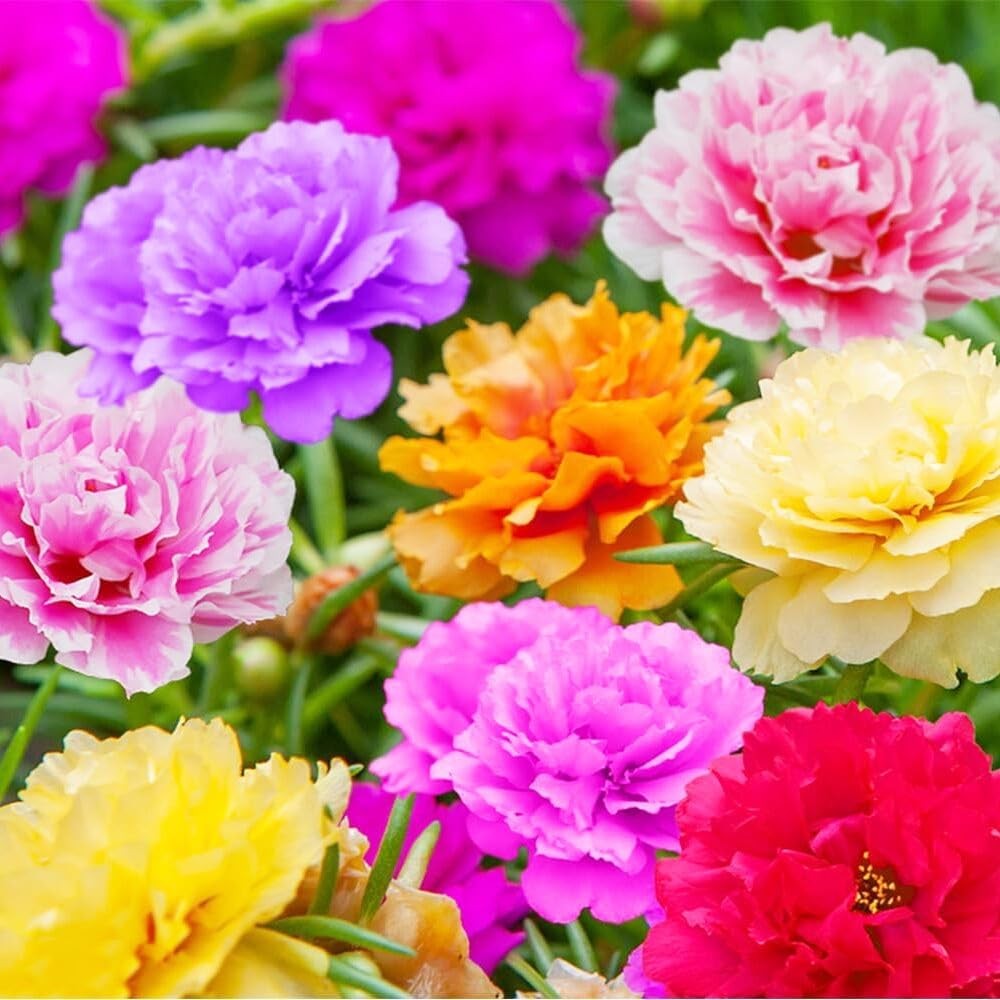 10000+Mixed Portulaca Moss Rose Seeds for Planting Outdoor Beautiful Garden D…