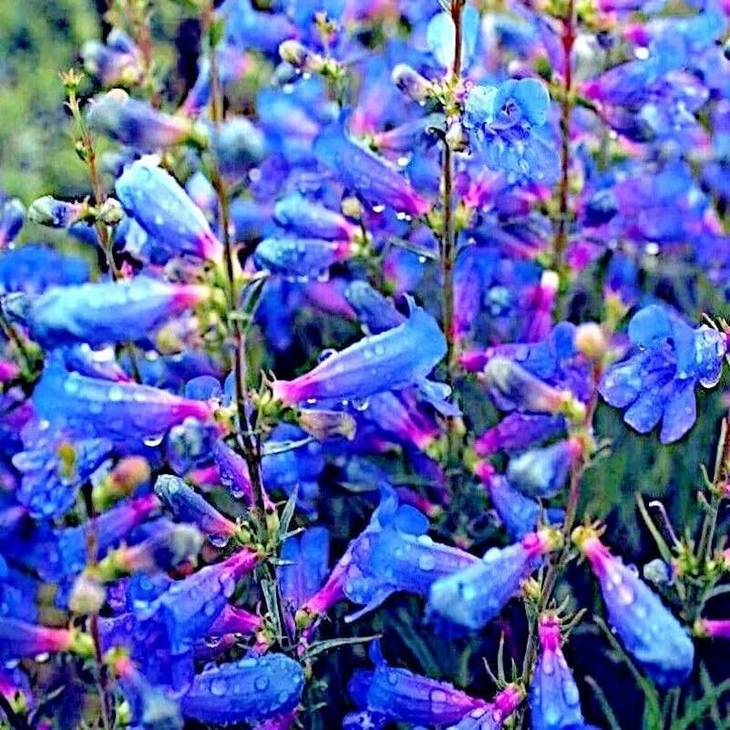 Penstemon Spectabilis Seeds, 500 Count, Showy Penstemon Native Wildflower for…