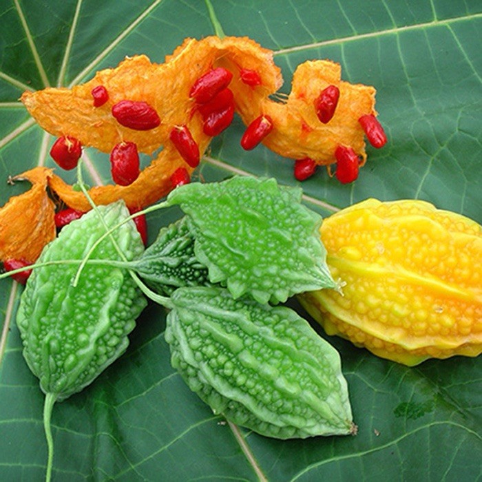 Mini Bitter Melon, Momordica Charantia, Bitter Gourd – 10 Seeds 2025 – USA