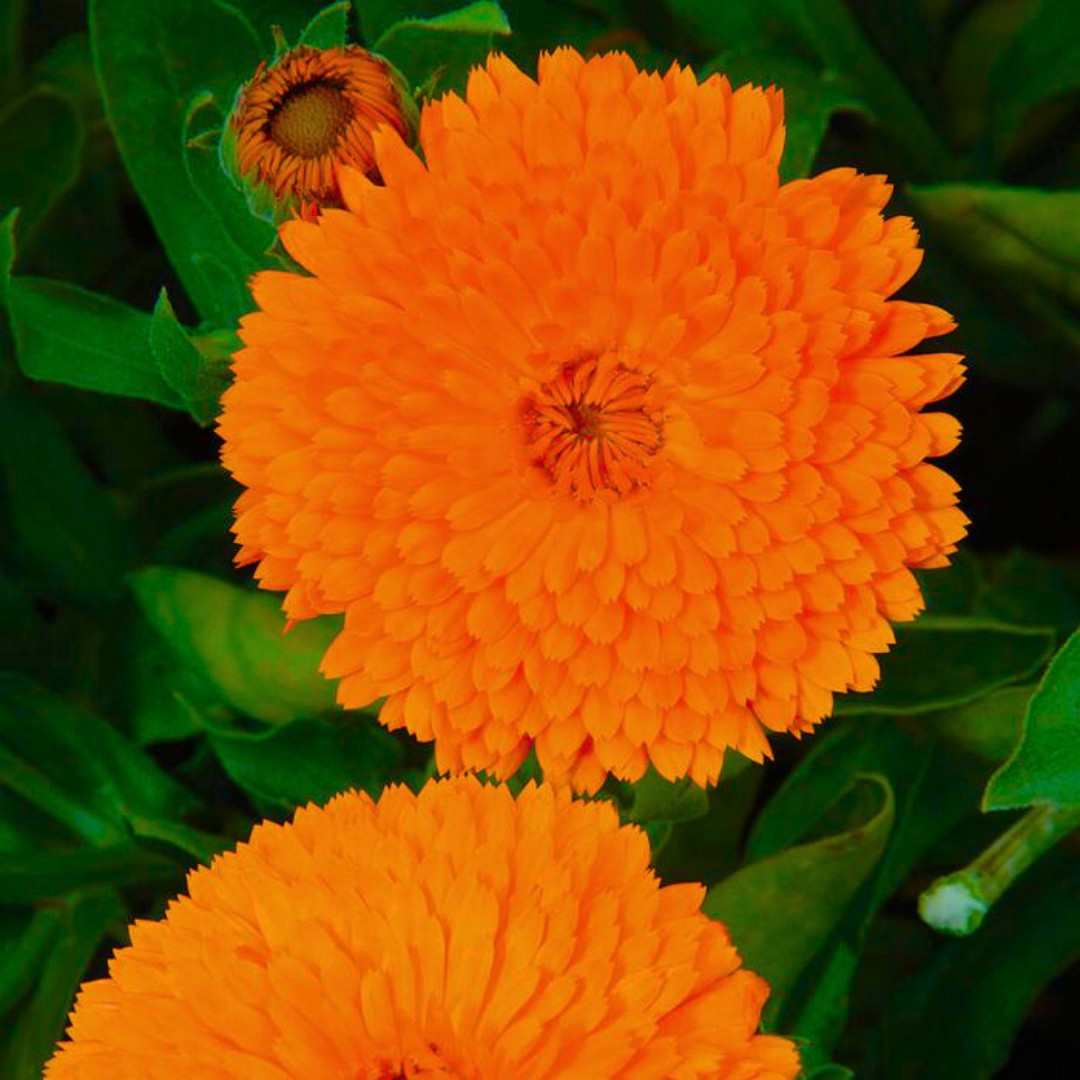 Fresh Premium French Marigold Calendula Seeds | Heirloom Non-GMO | Flower Seeds