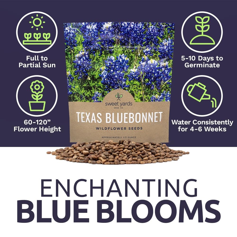 Texas Bluebonnet Wildflower Seeds 1/2 Ounce 500+ Native Seeds for Garden Plantin