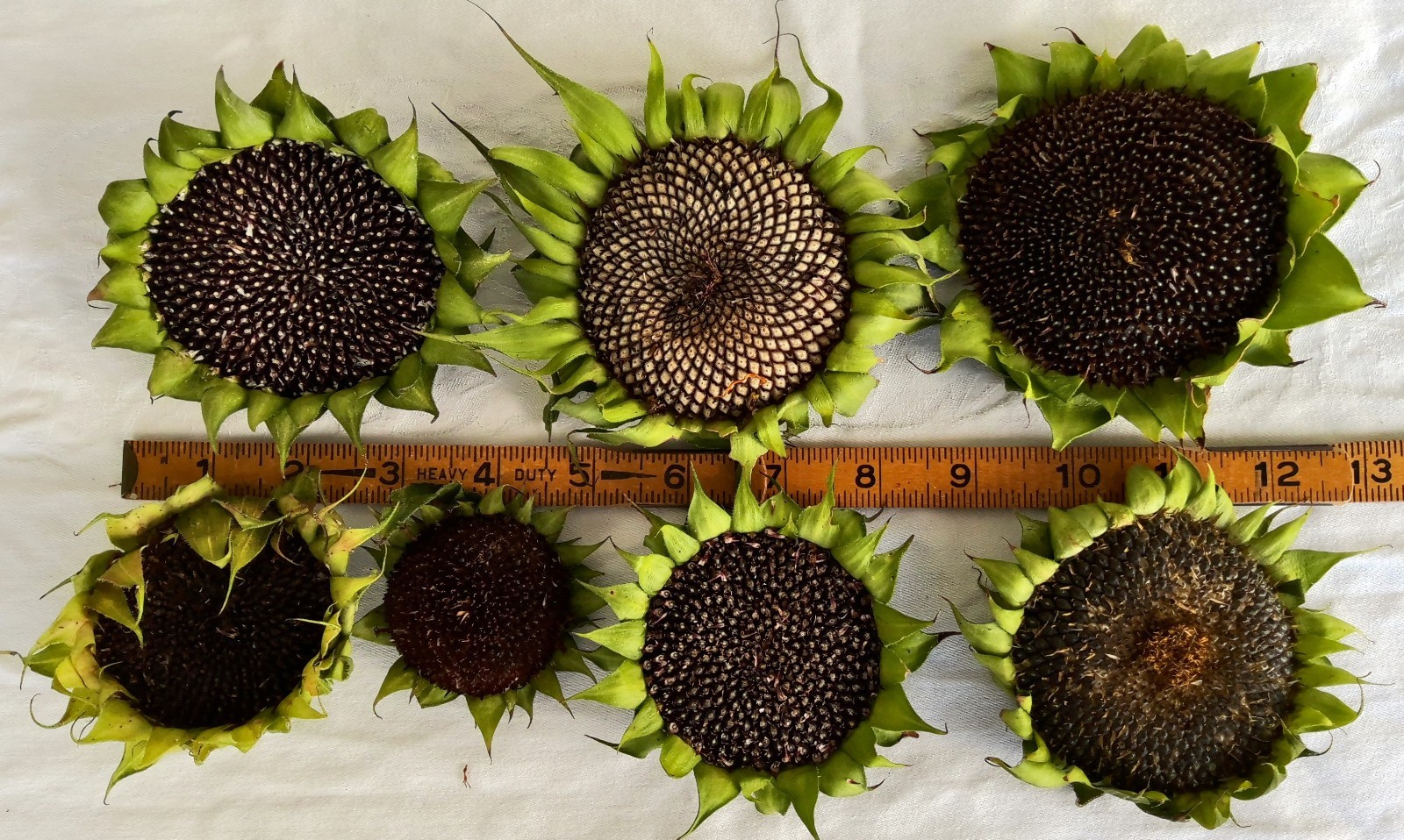 Lot of 3 Dried Sunflower Heads 4″ to 5″ for Pets Birds Crafts Etc Pesticide Free