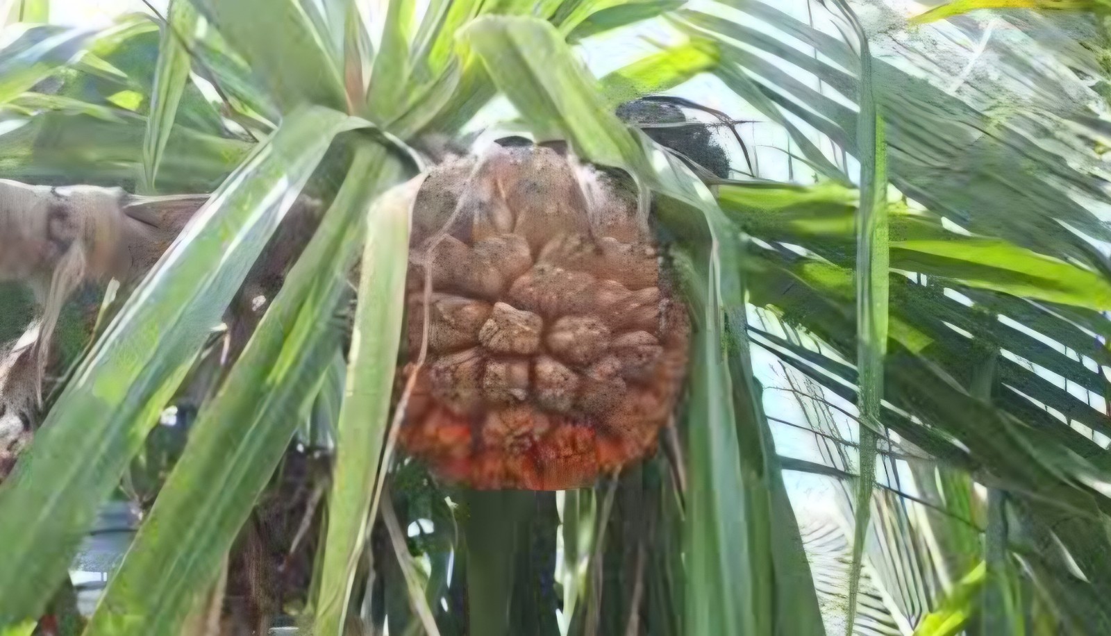 Pandanus utilis Screw Pine organic seeds fresh rare Hala tree 5 seeds Florida