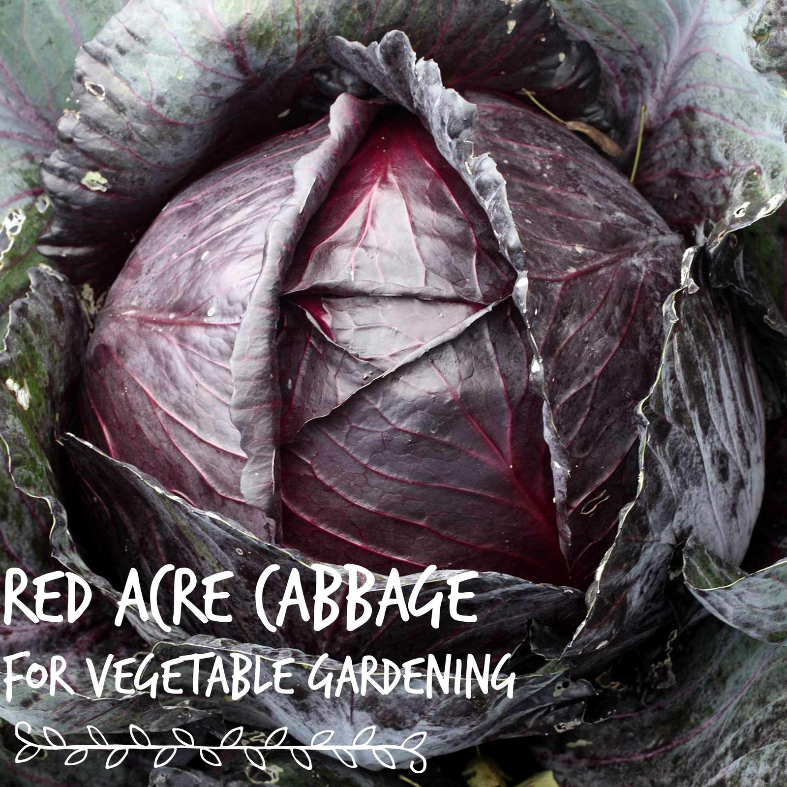 Red Acre Cabbage Microgreens & Sprouting Seeds – 1 Lb – Non-GMO, Chemical-Fre…