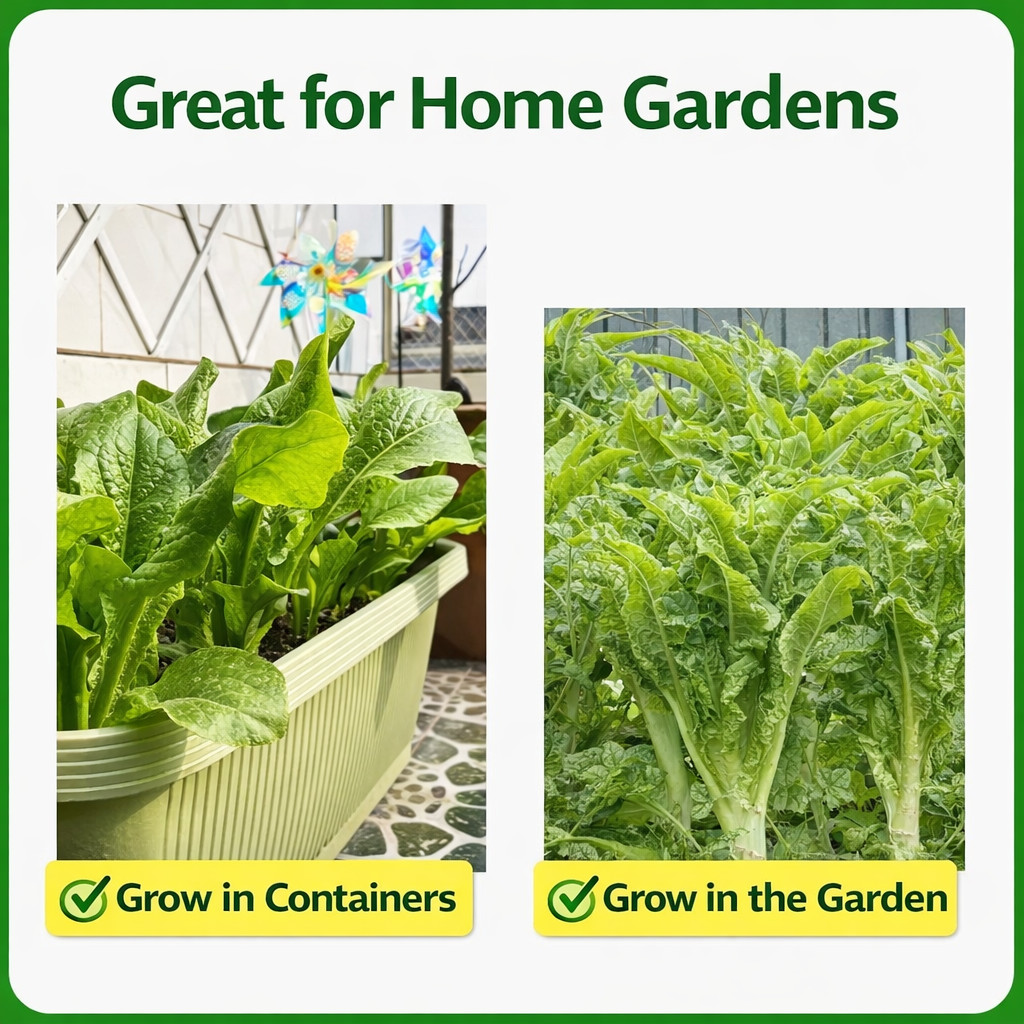 Lettuce Seeds Stem Lettuce Seeds Crisp Green Heirloom 50/100 Pcs（Seeds only）