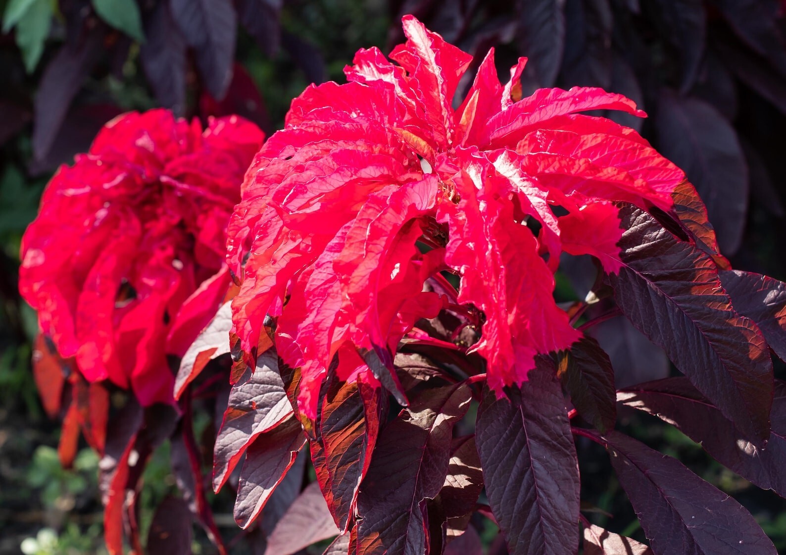 Early Splendor Joseph’s Coat Amaranthus Amaranth Summer Poinsettia Premium Seed