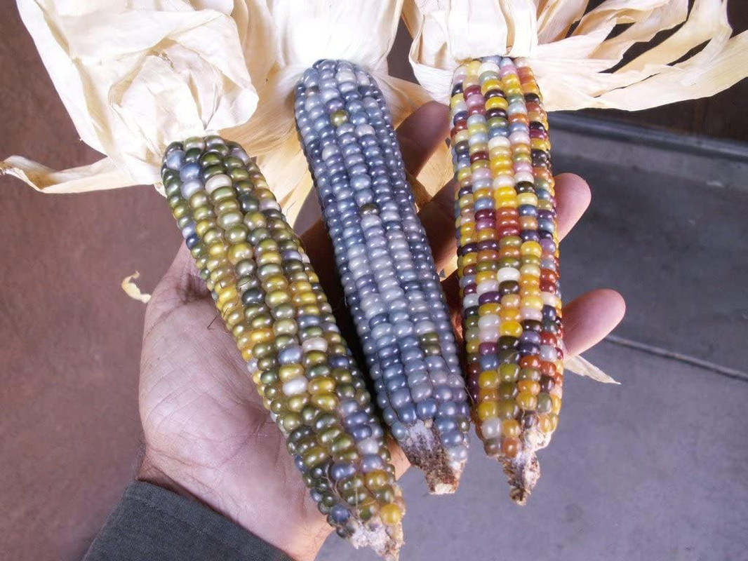 Seeds Corn Multicolor Montana Sweet Purple Yellow Red Garden Heirloom Vegetable