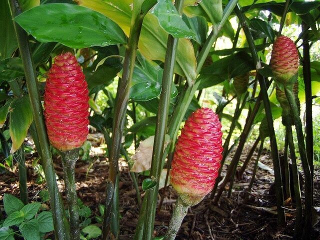 3 Shampoo Ginger Rhizomes, Zingiber Zerumbet, Pine Cone, Free Offer