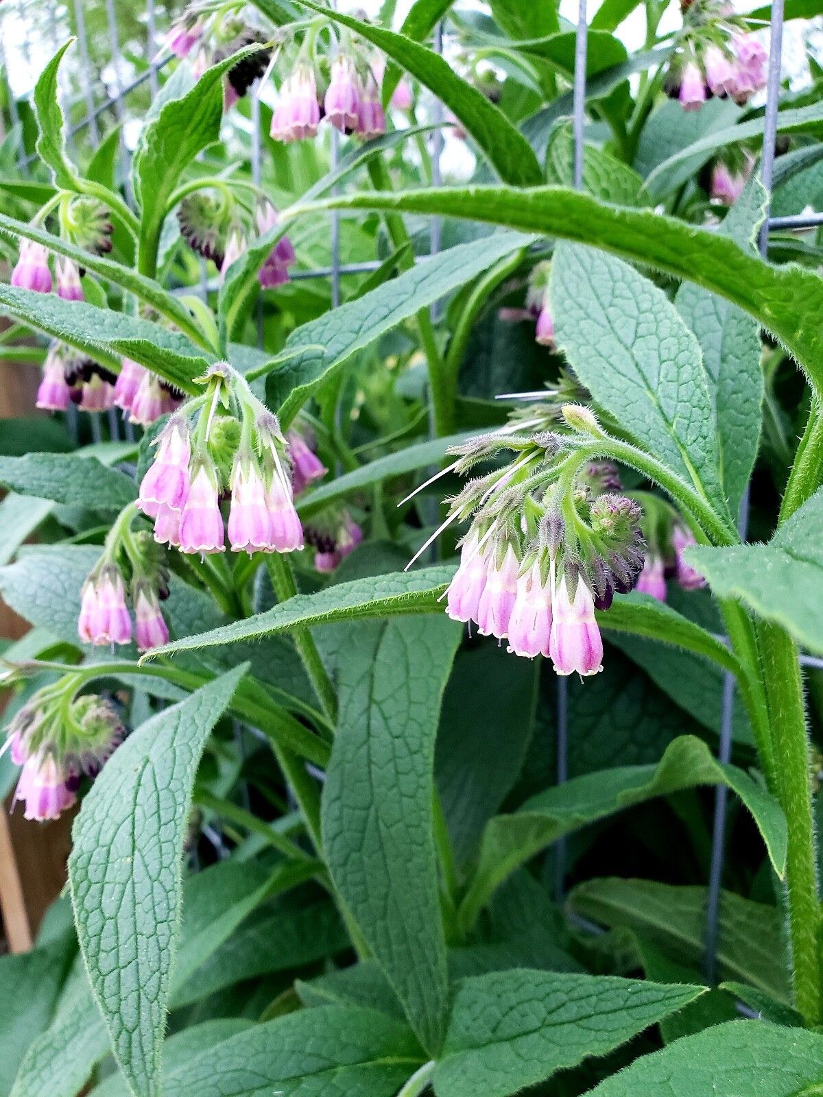 10 organic COMFREY Bocking 14 plants [not just roots] Healthy & Healing Herb