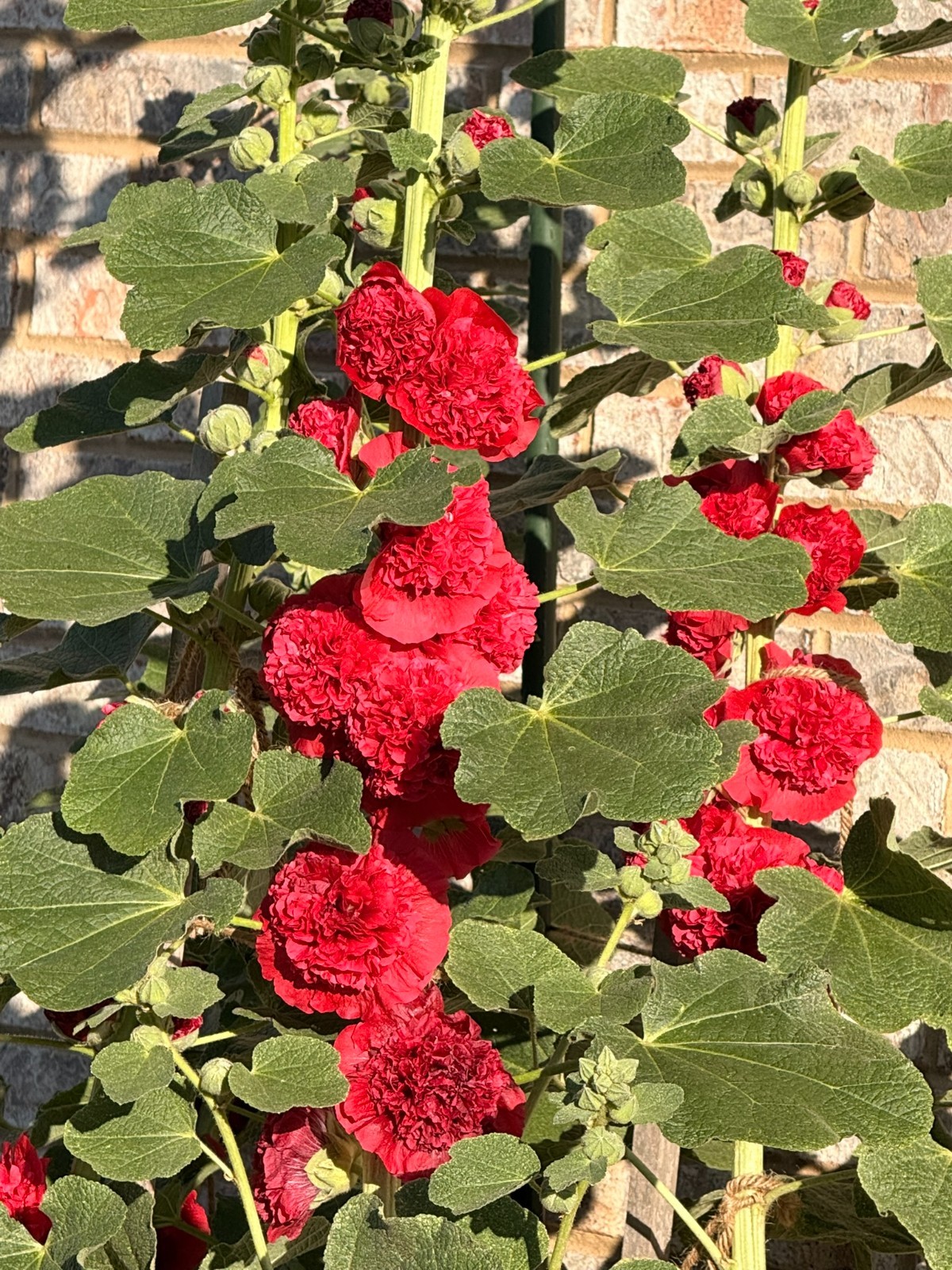 Hollyhock CHATER’S DOUBLE RED Double Blooms Chaters Biennial Non-GMO 30 Seeds