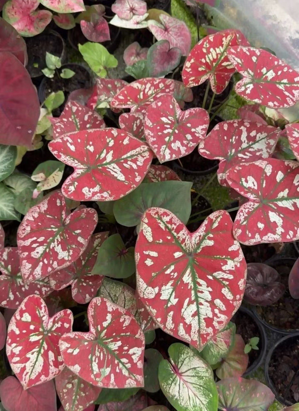 AUTHENTIC Universal Caladium 1 bulb