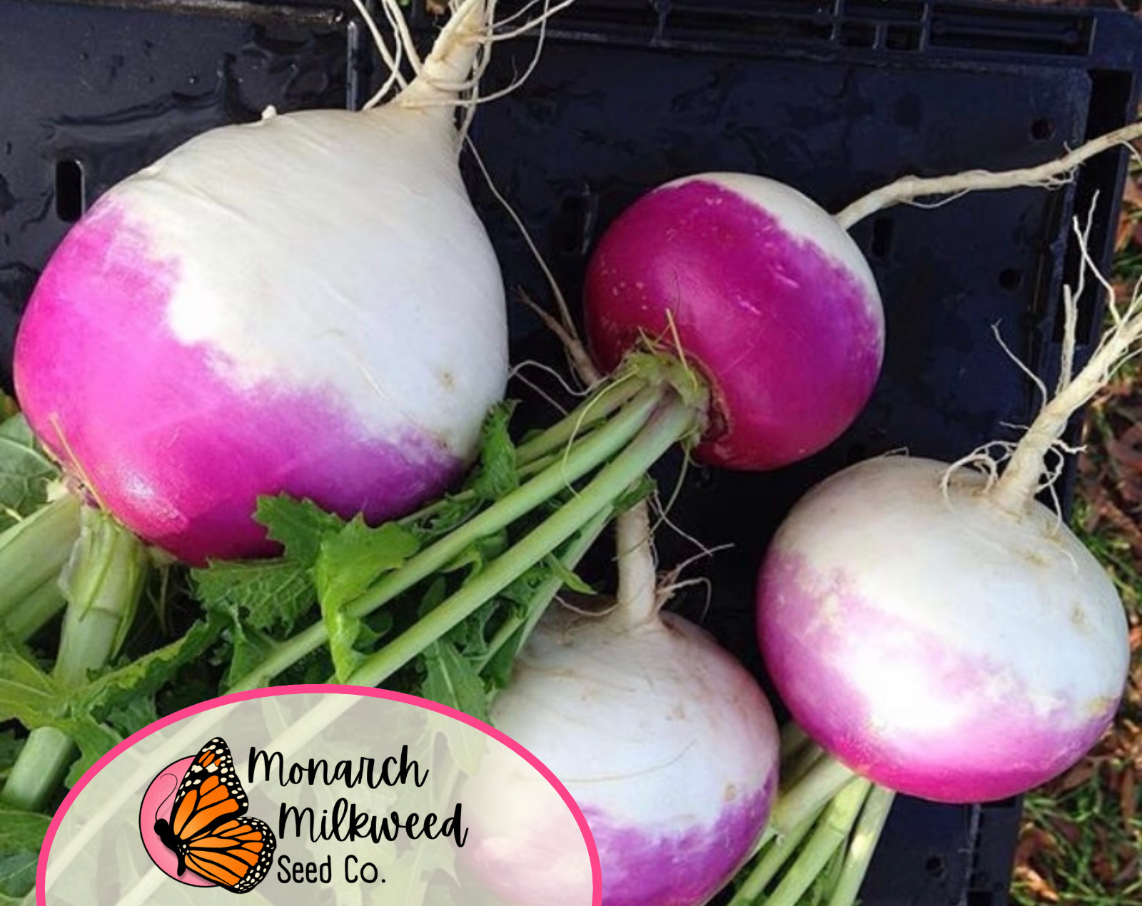 3500+ Turnip Seeds ‘Purple Top White Globe’ | Heirloom, Non-GMO, Gardening Seed