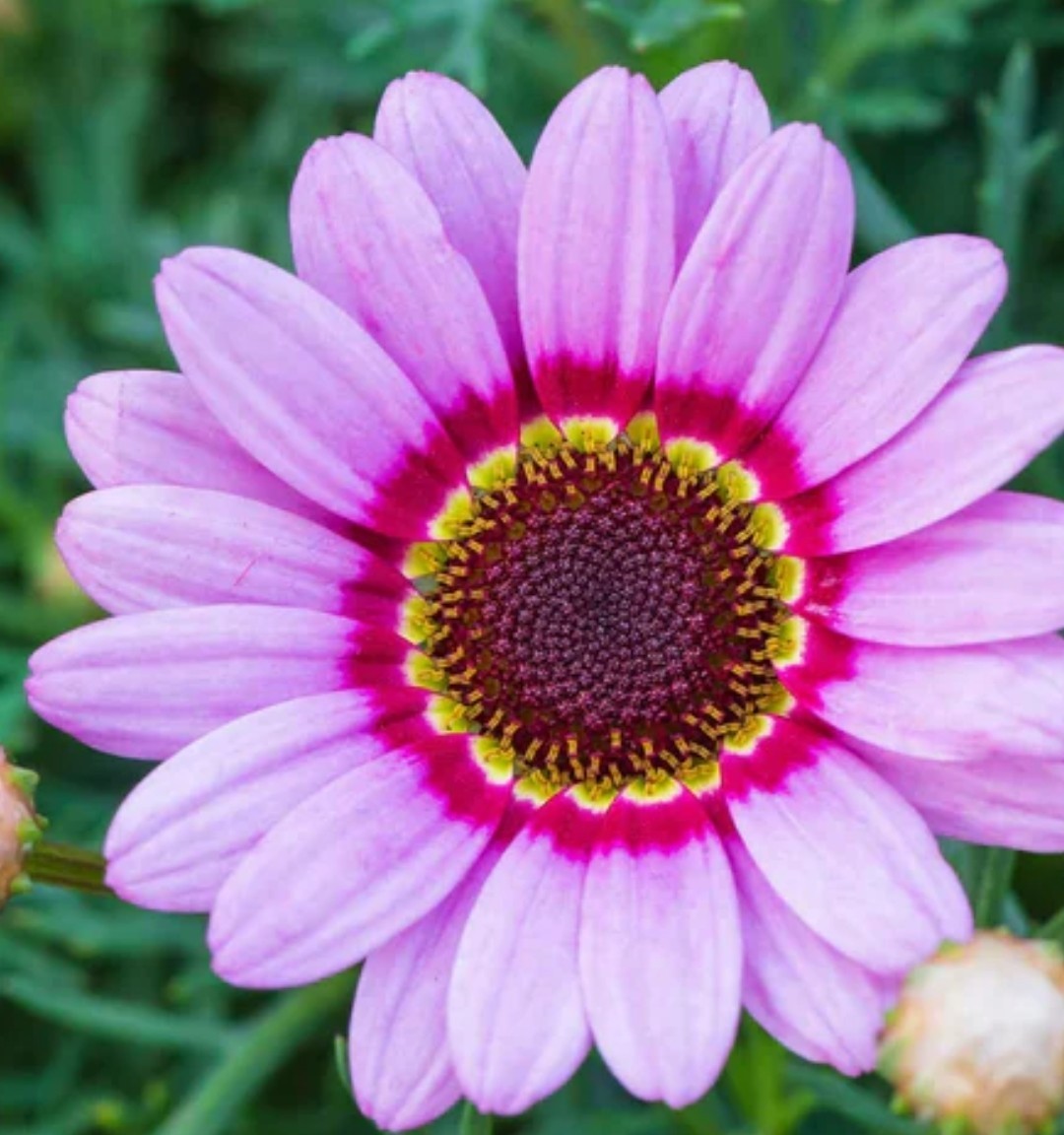 350+ Painted Daisy Mix Seeds **Fresh Seeds* ~~Free Shipping~~