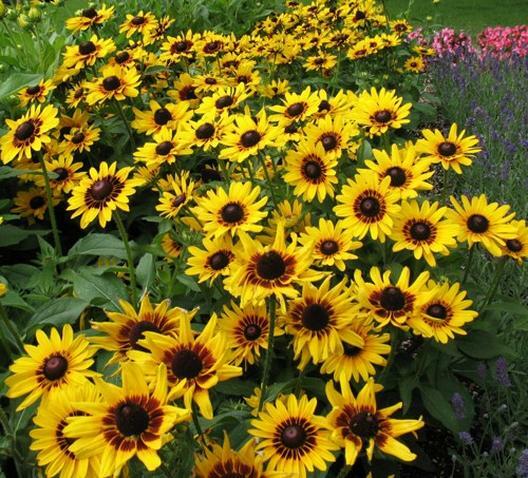 DYNAMIC DUO: ECHINACEA & BLACK EYED SUSAN Mix NA Native Non-GMO 250 Seeds!