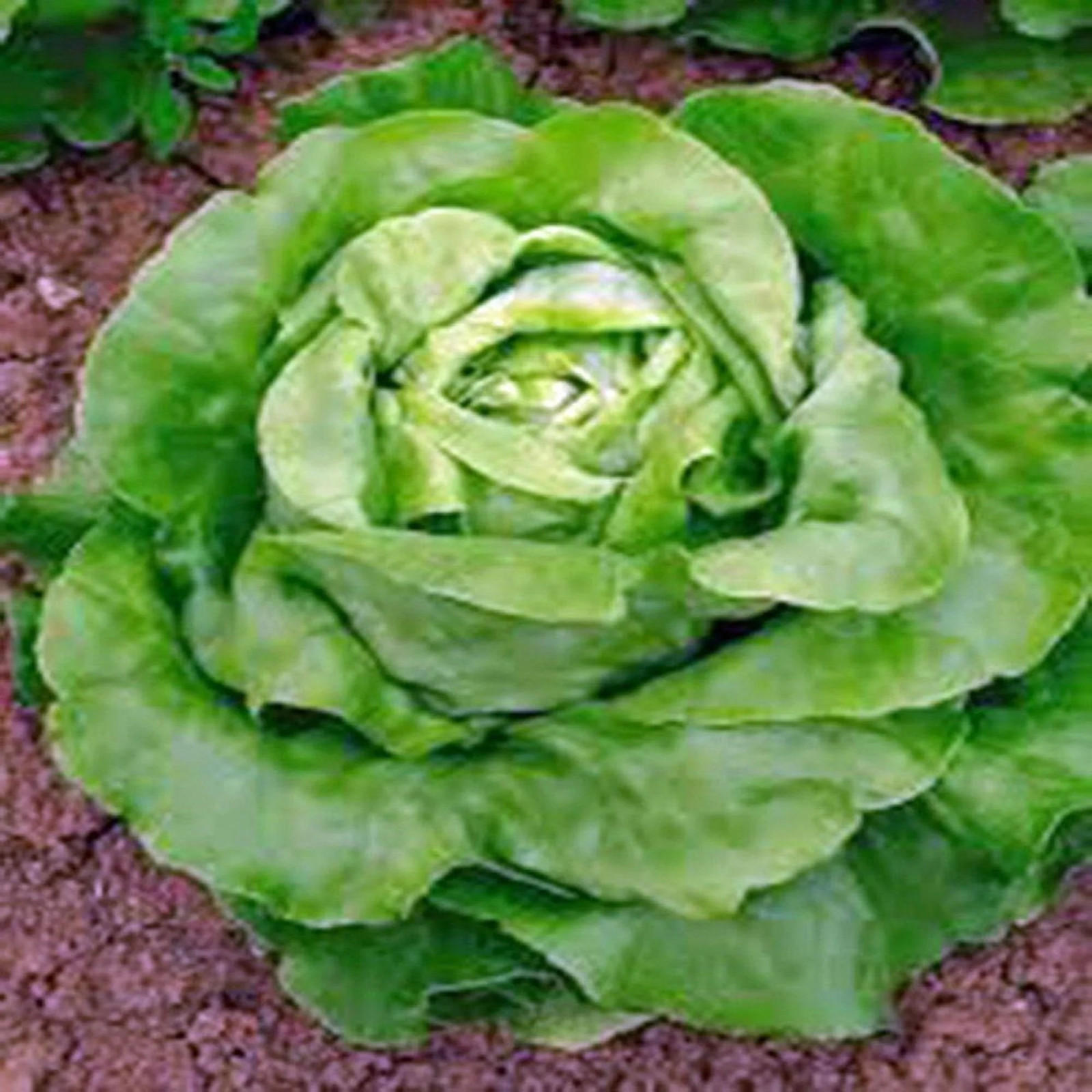 500+ Buttercrunch Butterhead Lettuce Seeds — —- NON GMO — ORGANIC —FRESH