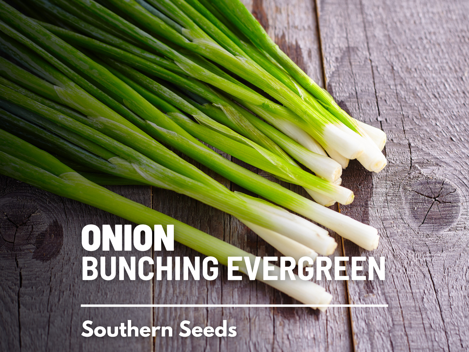 Onion, Evergreen Bunching Scallions – Heirloom Seeds – Heirloom – Non GMO