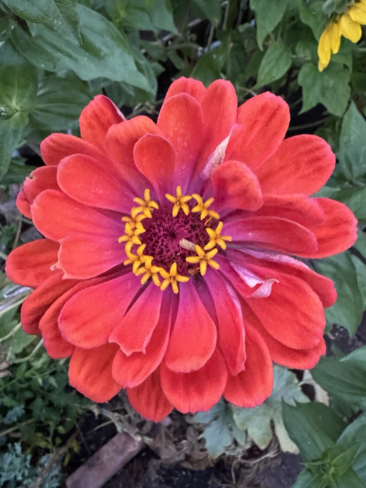 Zinnia Flower Seeds Multiple Colors Sizes Variety Fushia Lime Green Pink White