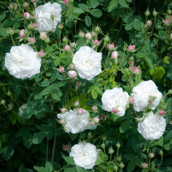 100+ Mixed Climbing Rose Seeds Heirloom Flowers Garden Planting