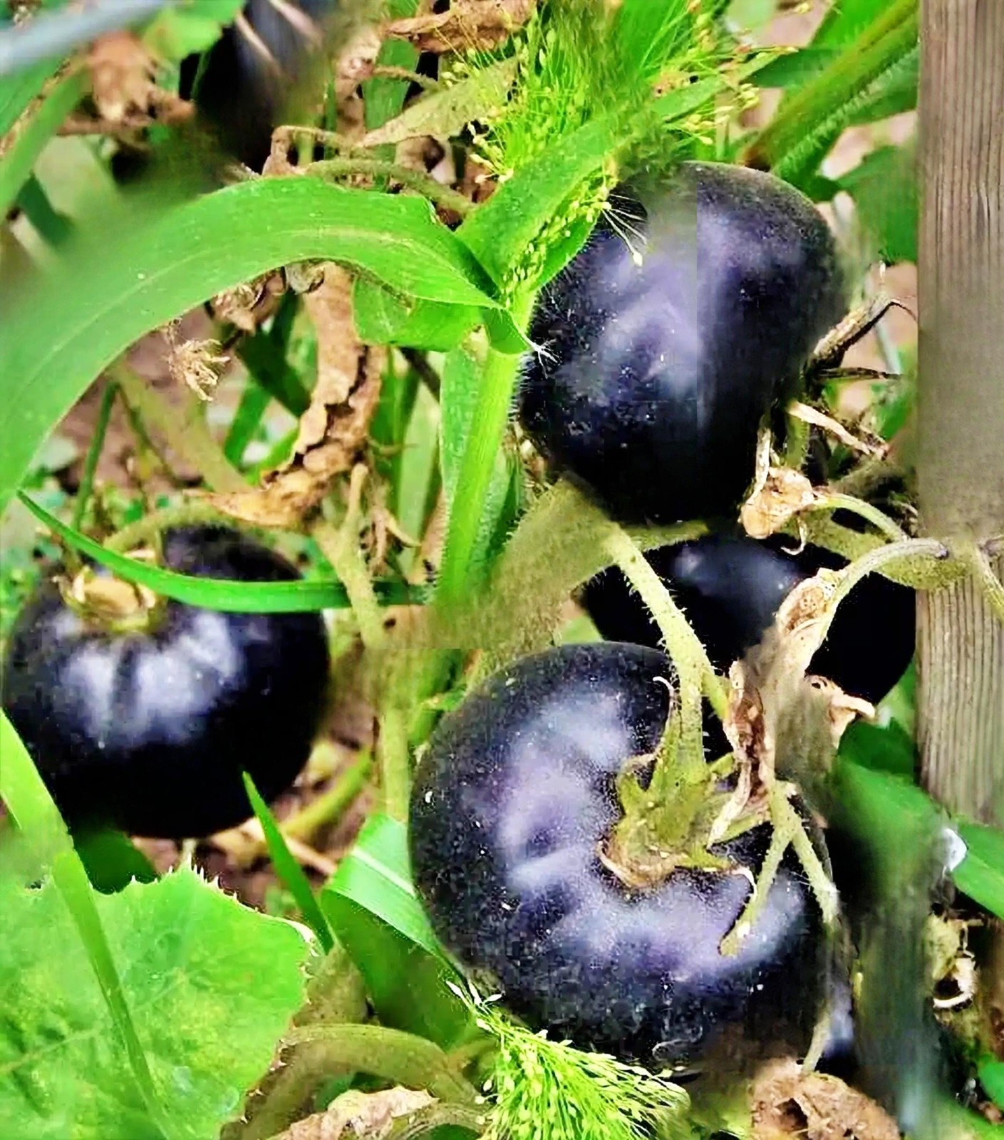 Black Beauty, Tomato