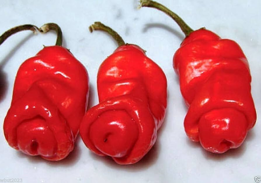 15 PETER PEPPER SEEDS ~ heirloomseedguy ~ 2026 ~ NON-GMO