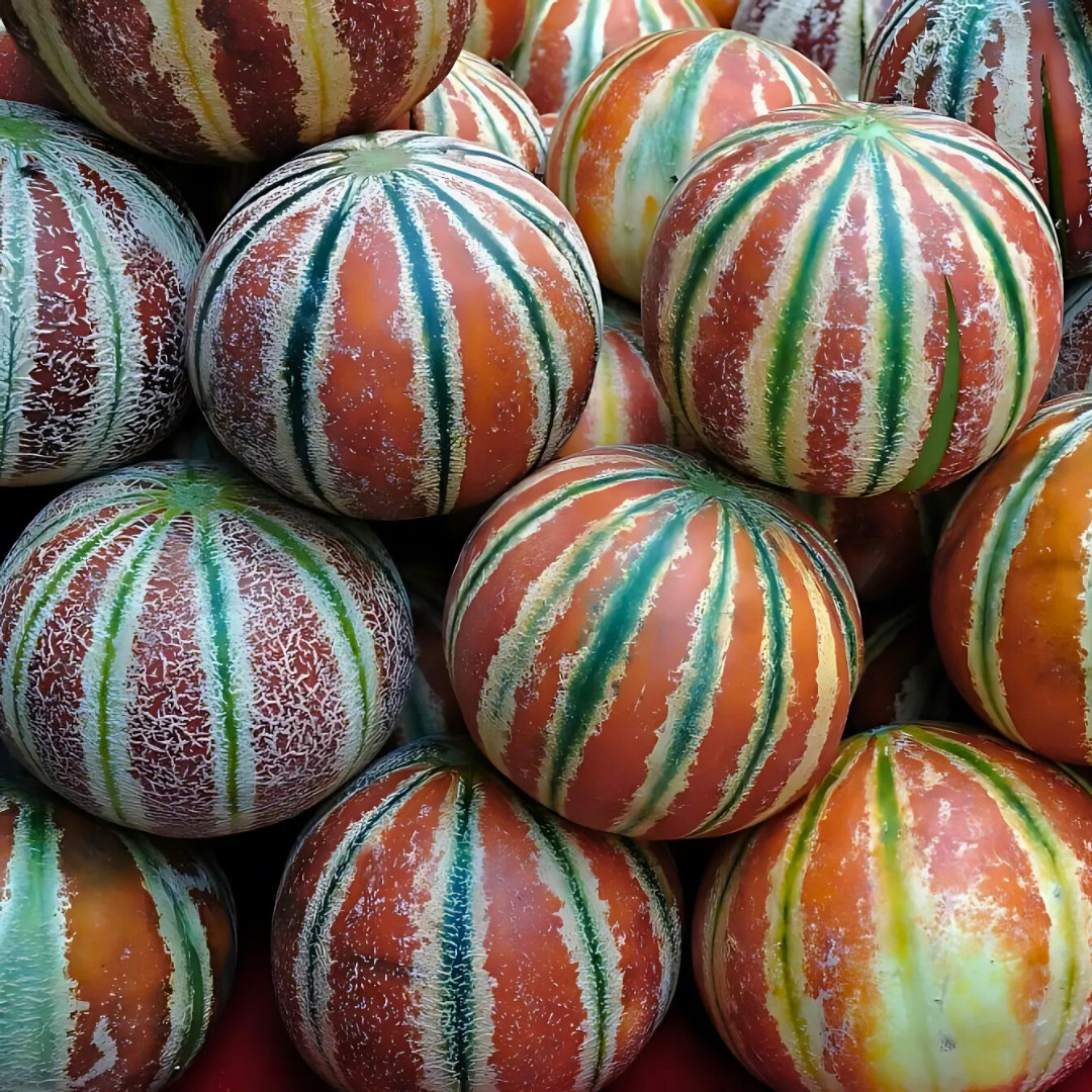 Fresh Kajari Melon Seeds | Dheli Melon | Heirloom Non-GMO | Fresh Fruit Seeds