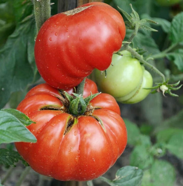 Tomato MORTGAGE LIFTER Large Beefsteak Indeterminate Heirloom Non-GMO 50 Seeds!