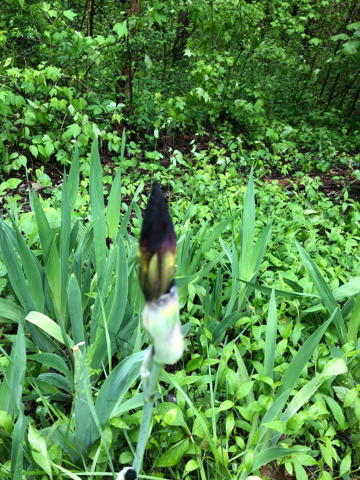 BEARDED IRIS BULB BURGUNDY AND YELLOW SPRING FLOWER (Bonus Gift)