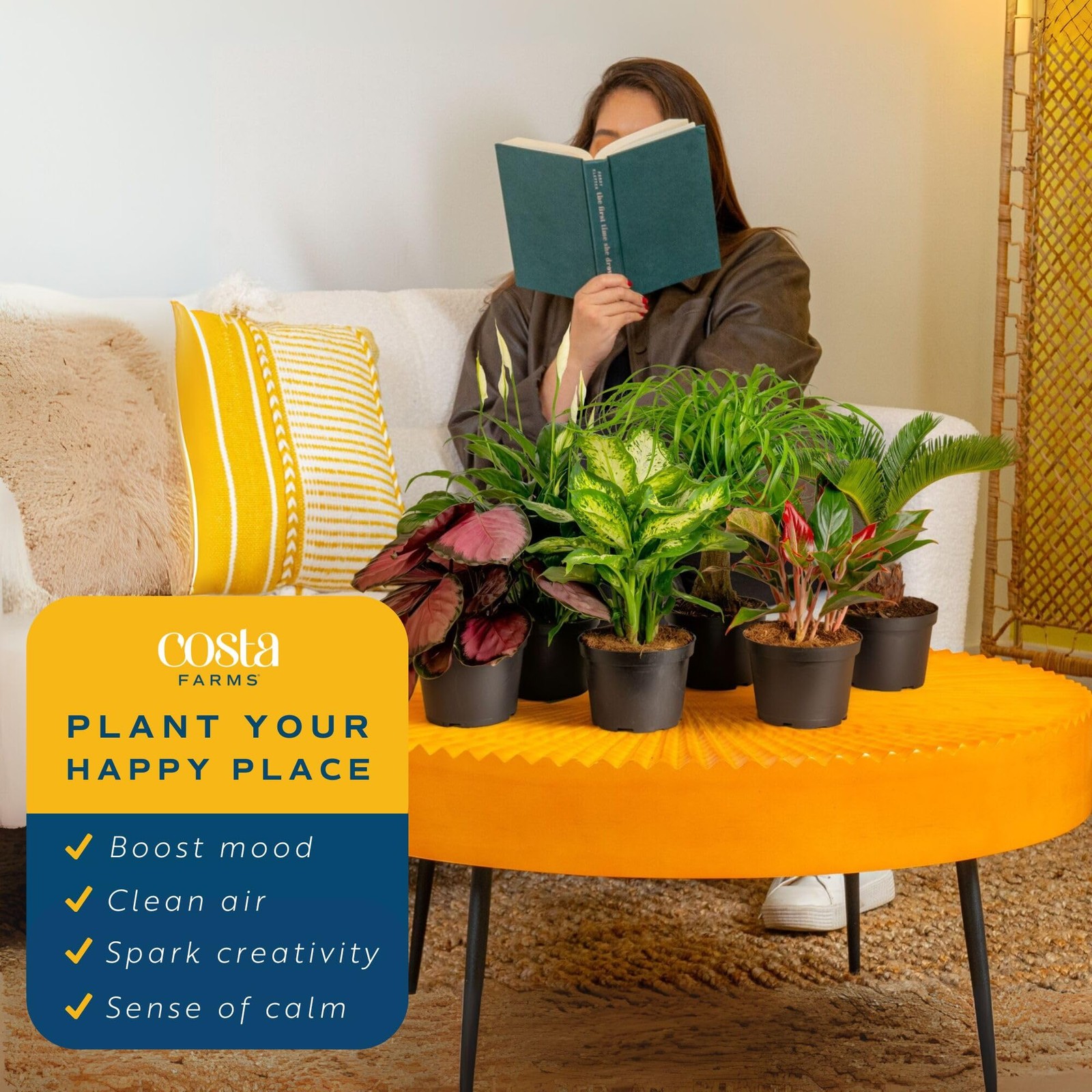 Live Indoor Plants Pack | Easy Care | 6 Varieties | 1-Foot Tall | 6-Inch Pots