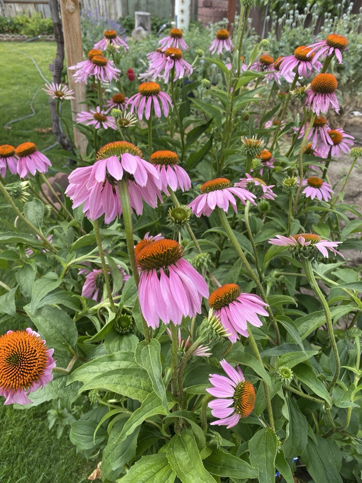 Echinacea Purpurea Seeds, 50 seeds. FREE SHIPPING. Attracts pollinators.