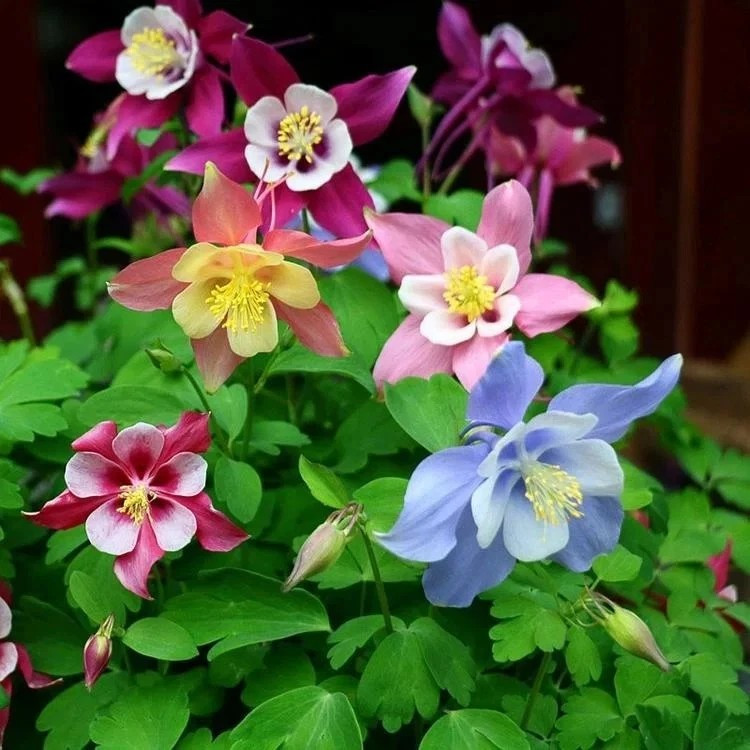 200+ Columbine Seeds – Double Mixed ——- Granny’s Bonnet – Granny’s Nightcap