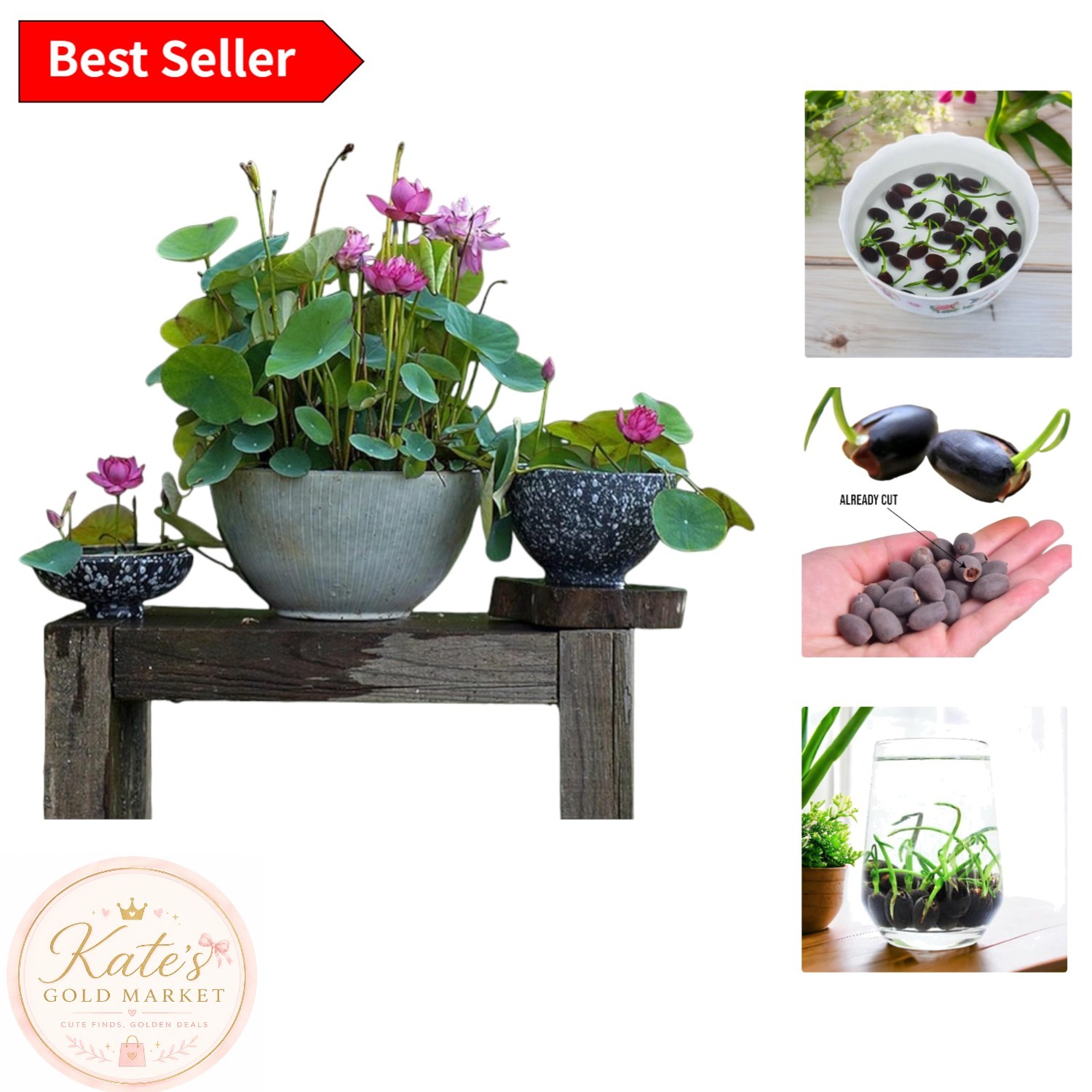 GMO-Free 12pcs Lotus Flower Seeds – High Germination for Indoor & Outdoor Beauty