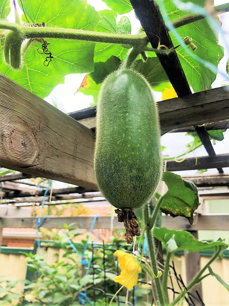 Fuzzy Melon Seeds |USA Gourd Fuzzy Star Hair Hairy Squash Chi Qua Mo Gwa 2024