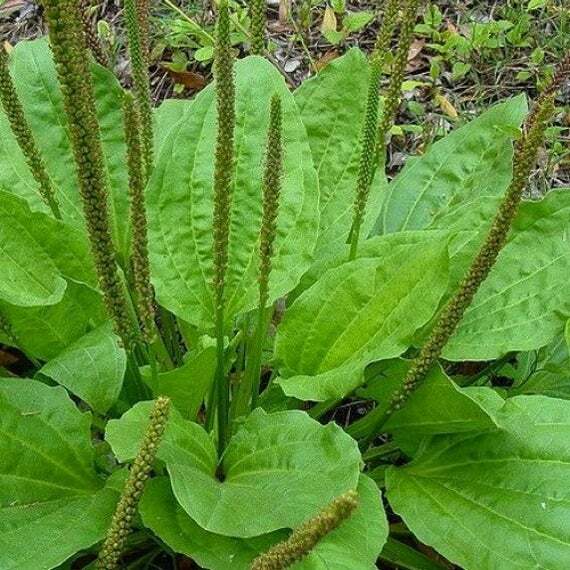 Broadleaf Plantain Seed (Plantago major) 500 to 100,000 seeds ~ White Man’s Foot