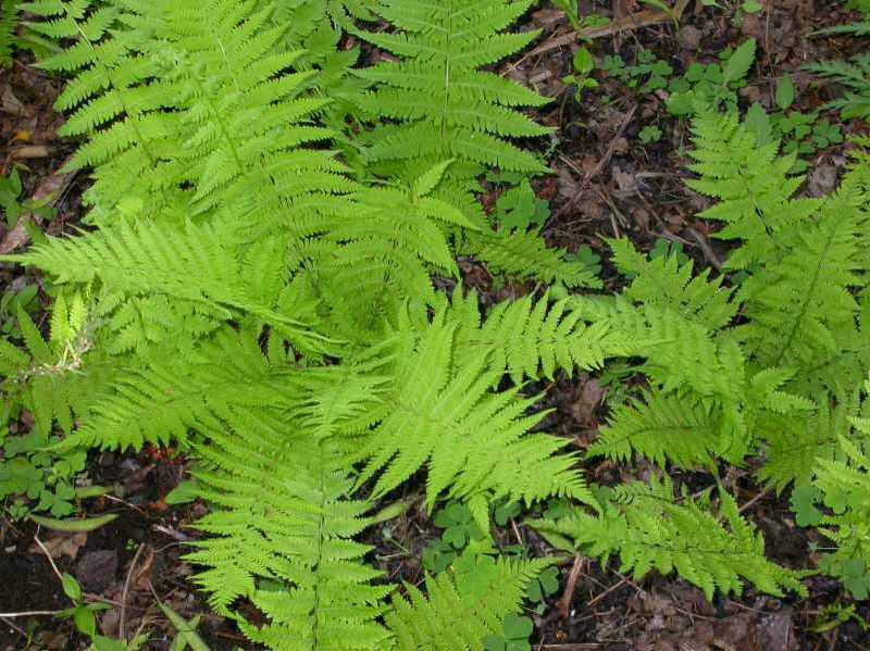 Hay Scented Fern 20 clumps (Dennstaedtia punctilobula)