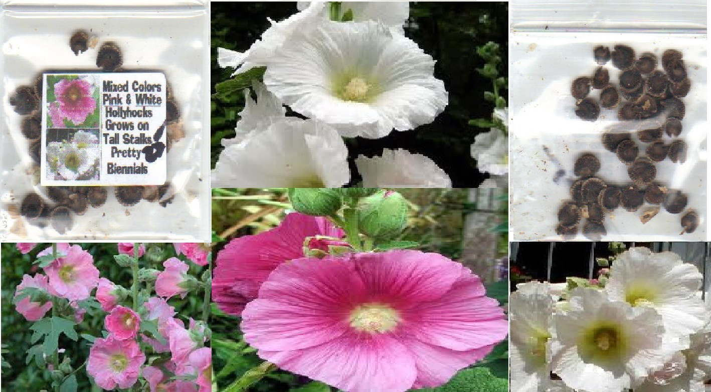 Pink and White Hollyhock Biennial Old Fashioned Flower 25 Seeds USA Seller