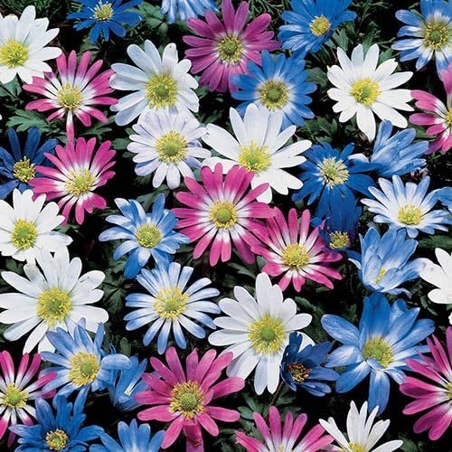 12 Pack Anemone Blanda Bulbs – Perennial Flower Mix, Attracts Bees, Easy to Grow