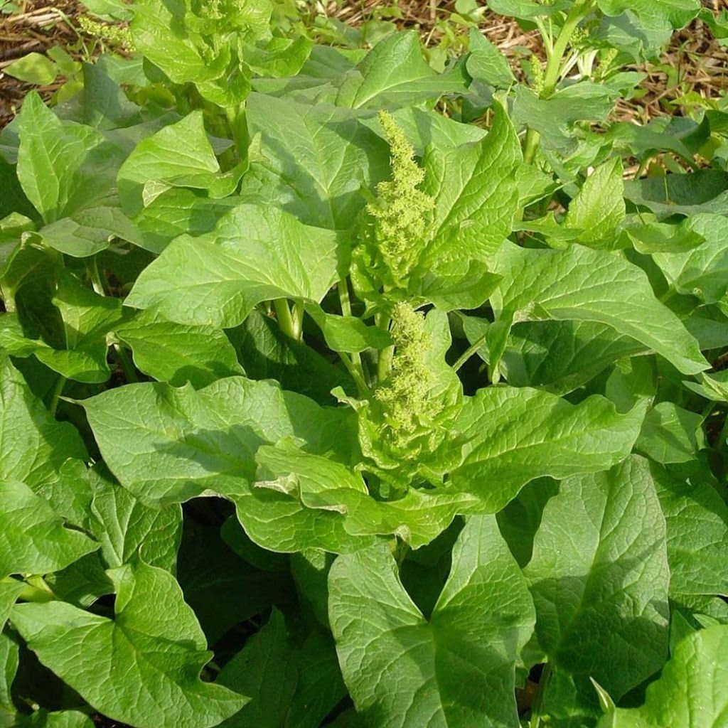 Good King Henry Seeds for Planting – Rare Perennial Edible Herb – Chenopodium Bo