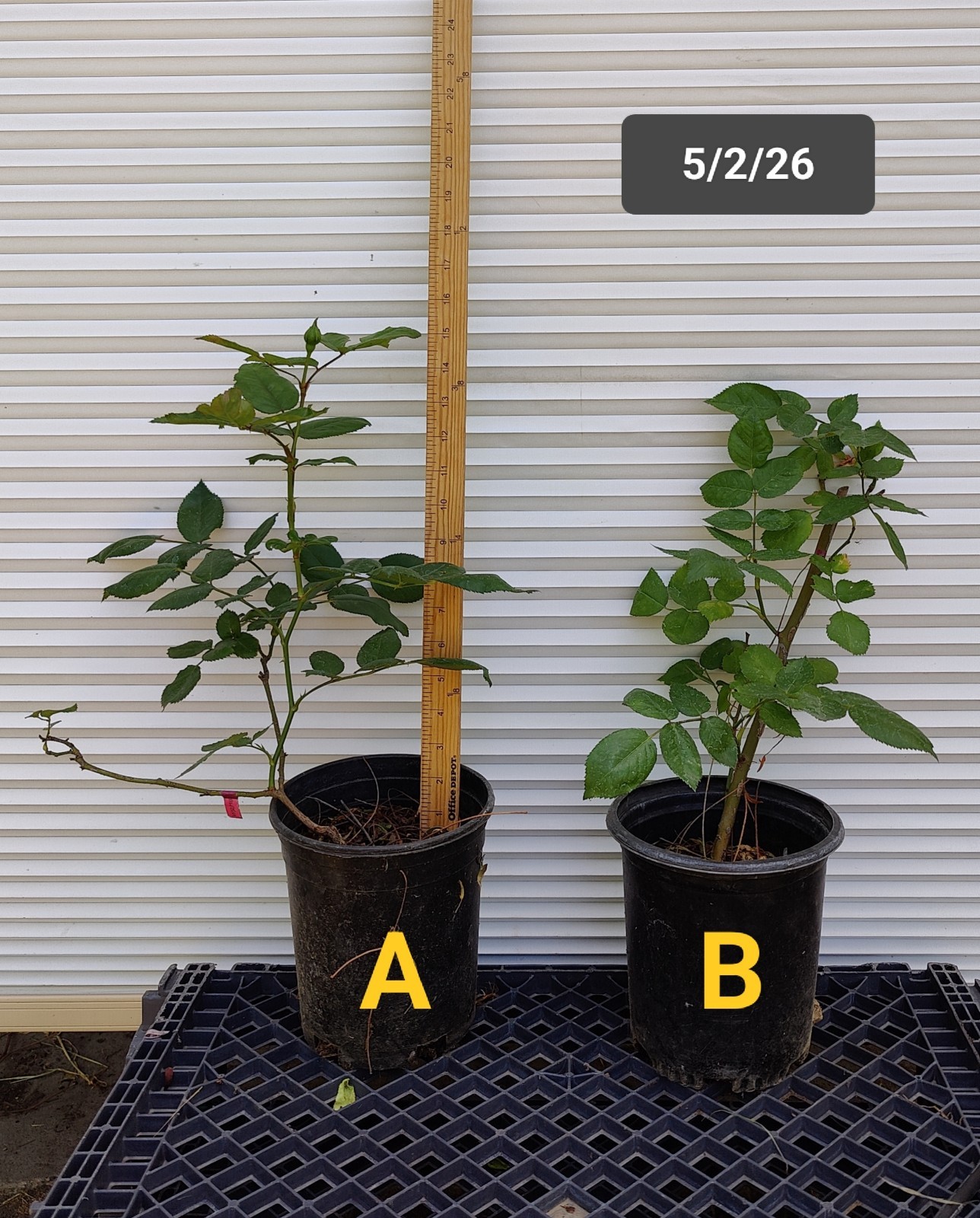 1 (ONE) live plant of CRIMSON BOUQUET Rose about 10-20″ (ROOTED)