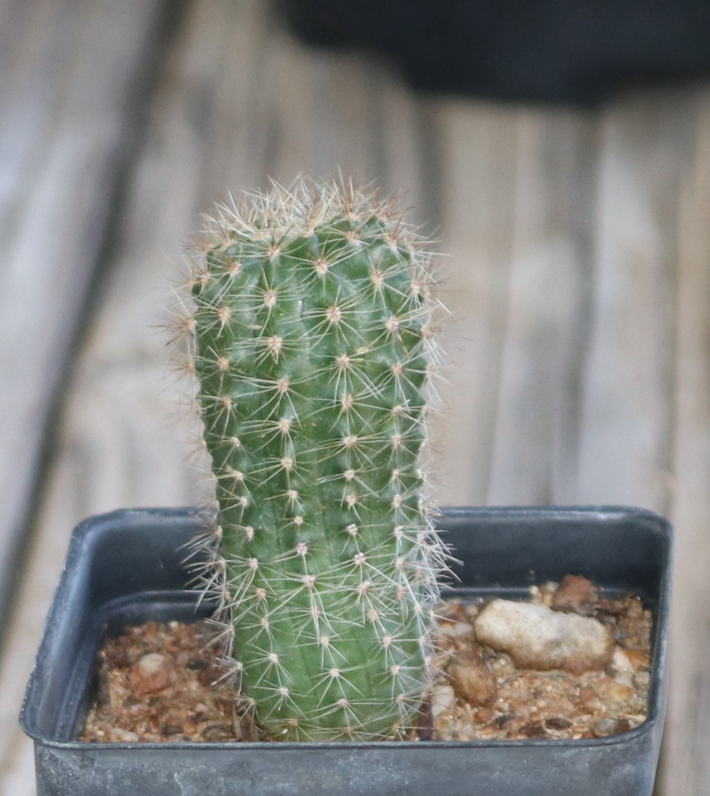 Echinopsis hybrid ‘Abyssinia’