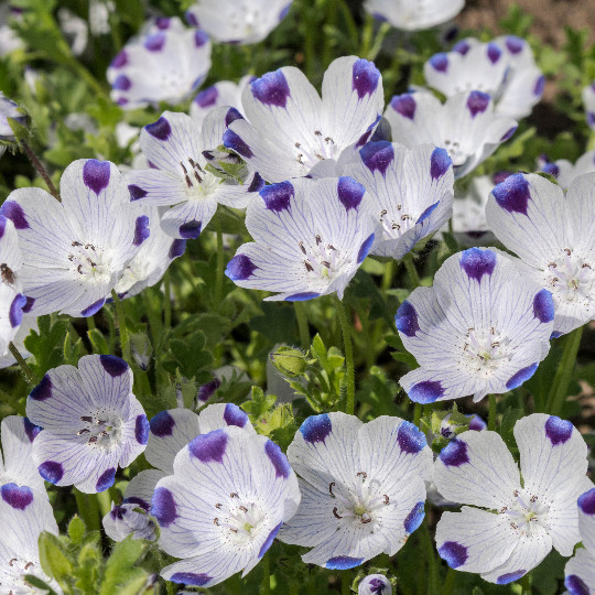 500 Five Spot Flower Seeds Nemophila maculata
